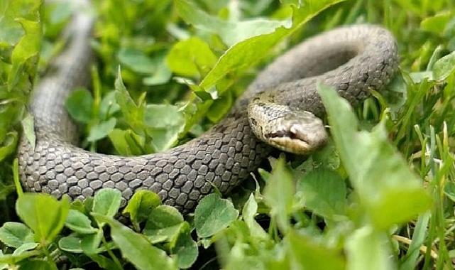 ‘Şehirdeki Yılanlar’ın 10. Sezonu 1 Temmuz’da National Geographic WILD Ekranlarında Başlıyor!